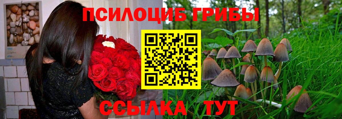 Псилоцибиновые грибы Psilocybine cubensis Михайловка